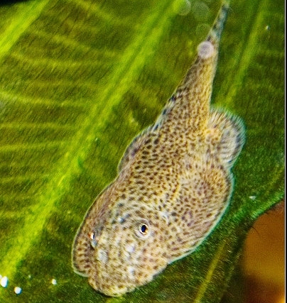 Beaufortia leveretti    Chin.butt.plec.L